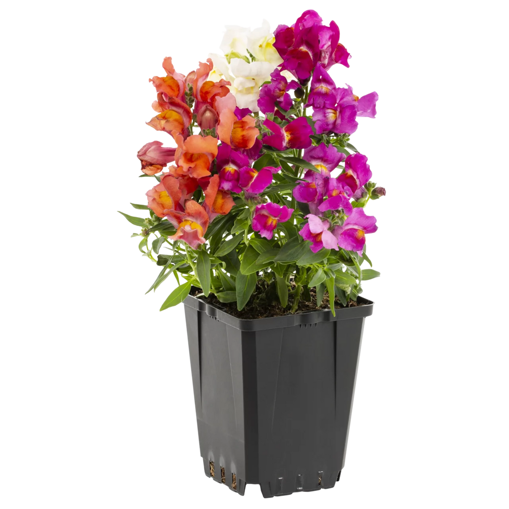 Multicolor Mix Snapdragon Live Plant Grower Pot 6 Pack W370