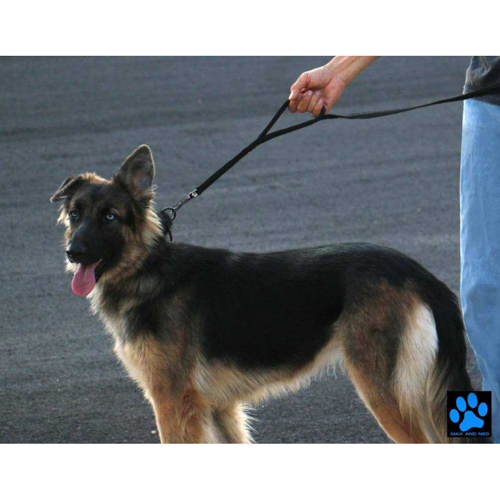 Double Handle Reflective Dog Leash C2516