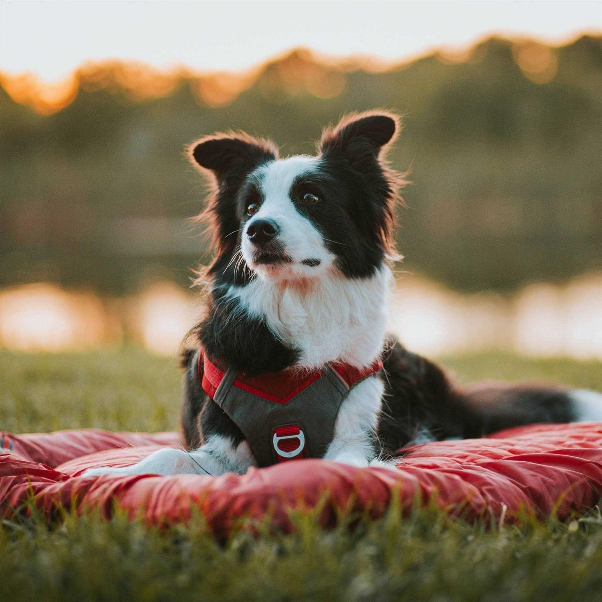 Dog Harness R636