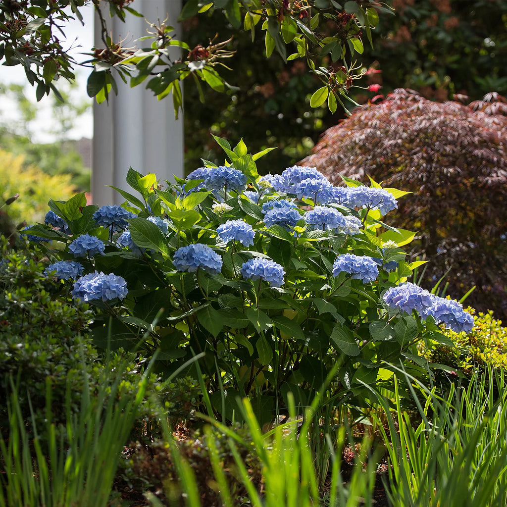 Hydrangea Live Shrub 2 Gallon V6400