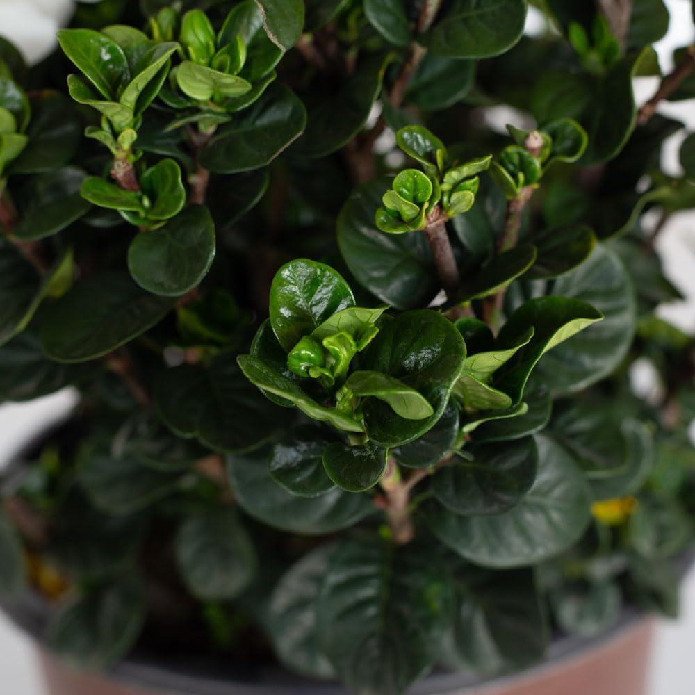 2.5 Quart White Gardenia V6158