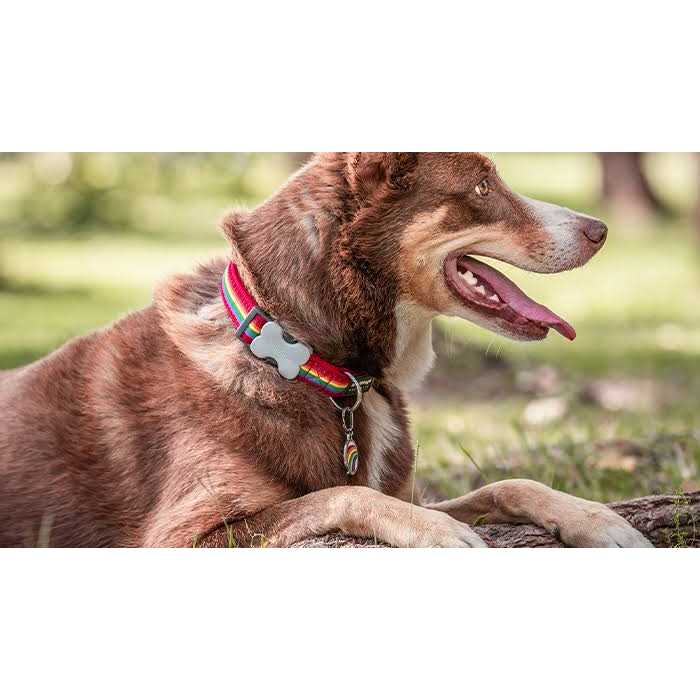Enamel Pet ID Tag B490302