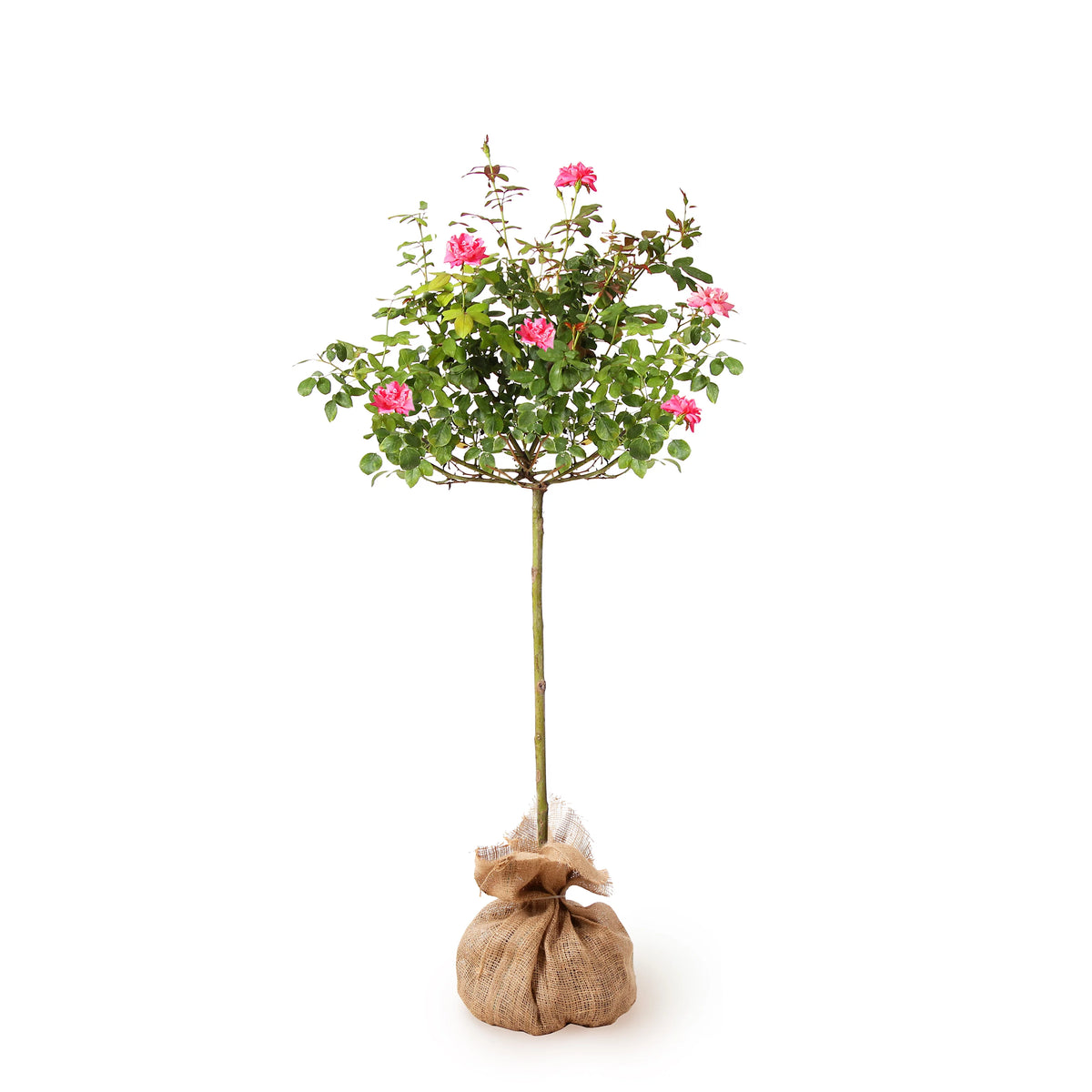 Pink Knock Out Rose Tree 2-3 ft C1017