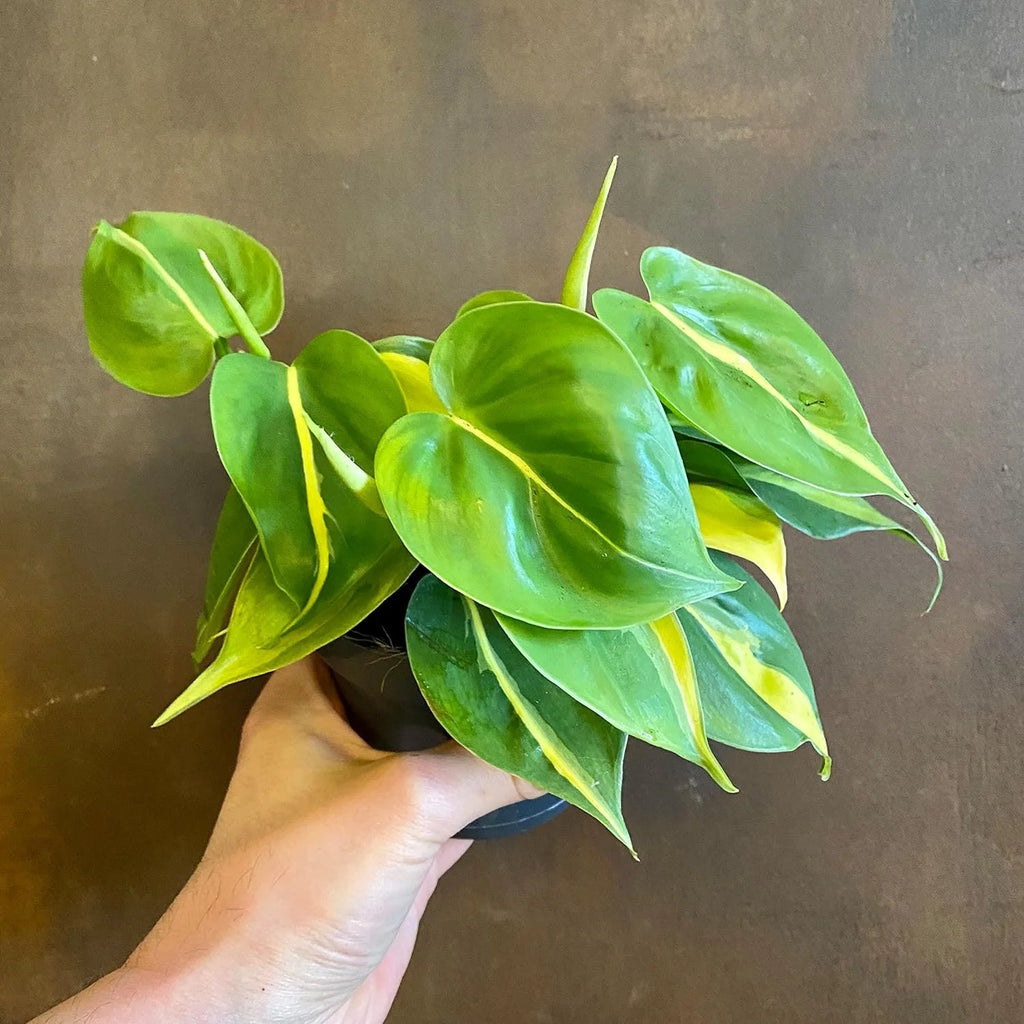 Philodendron Live Plant in a 4 Inch Pot X949
