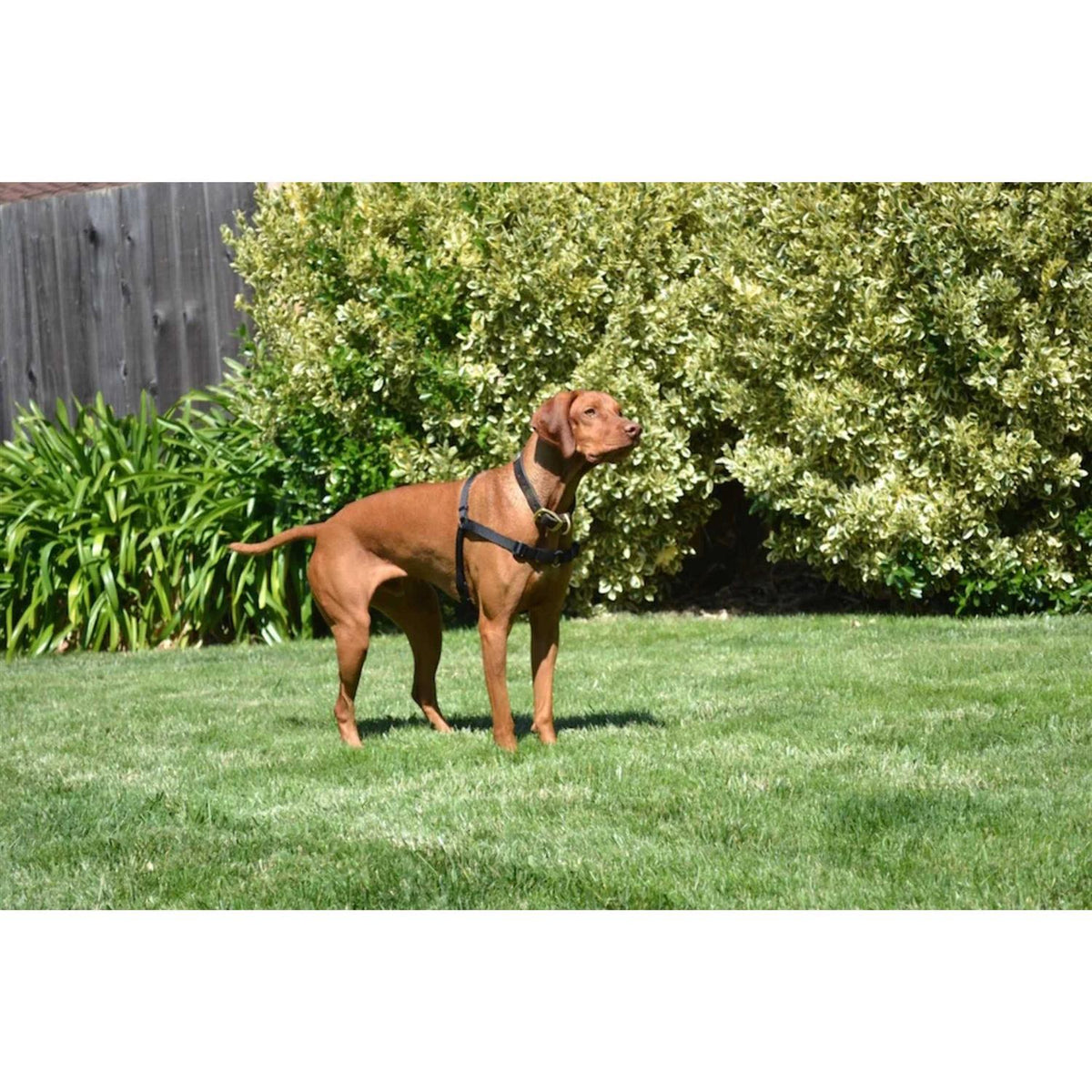 No Pull Dog Harness B822