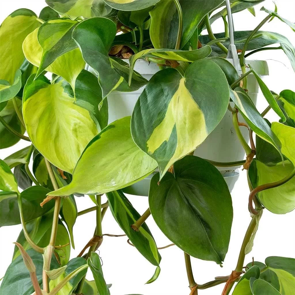 Philodendron Live Plant in a 4 Inch Pot X949