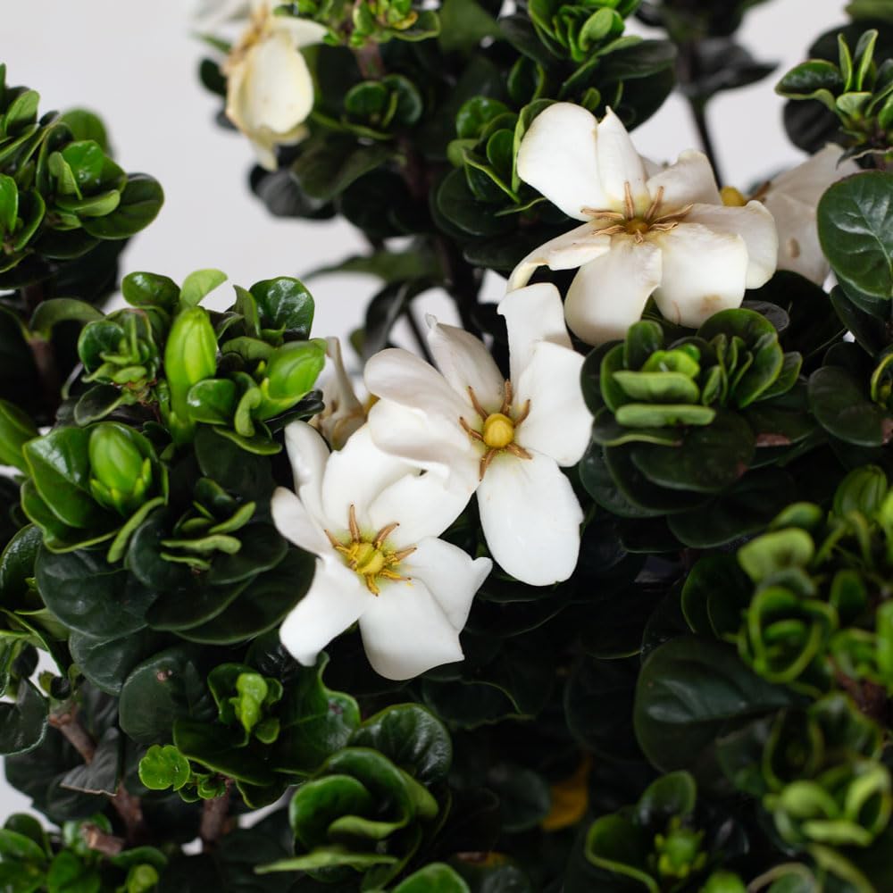 2.5 Quart White Gardenia V6158