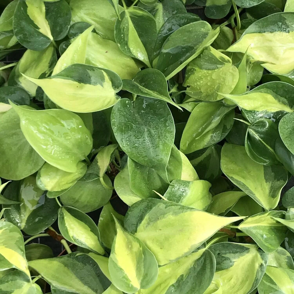 Philodendron Live Plant in a 4 Inch Pot X949