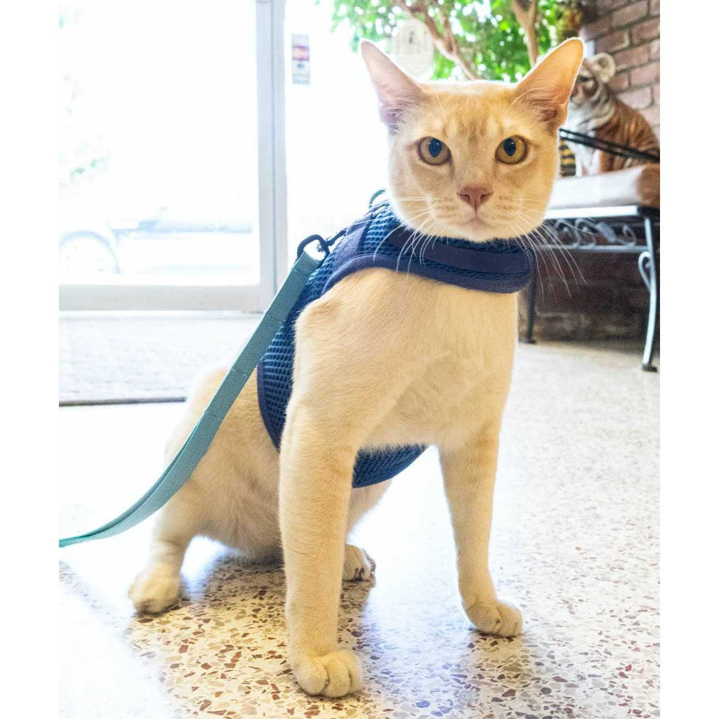 Cat Harness D1496