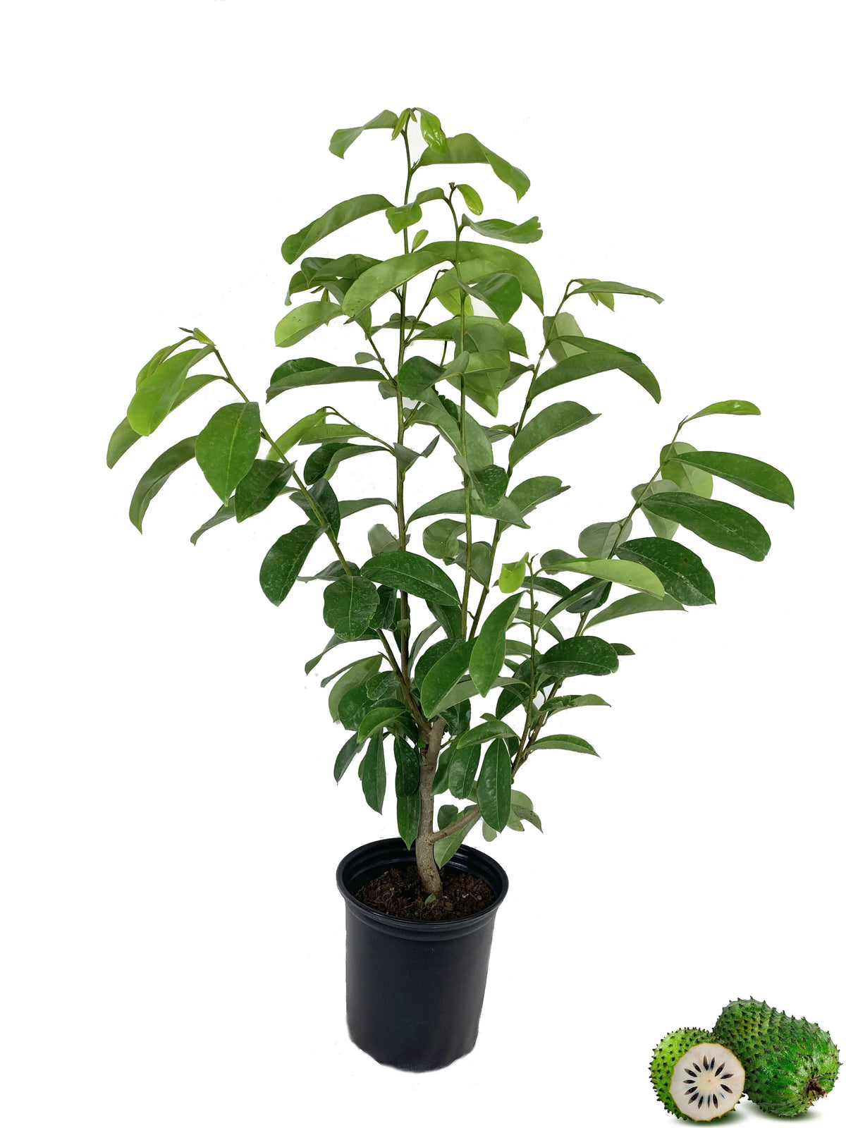 Live Tree in a 1 Gallon Pot 1-2 Feet Tall Tropical Edible Fruit Bearing Tree H1275