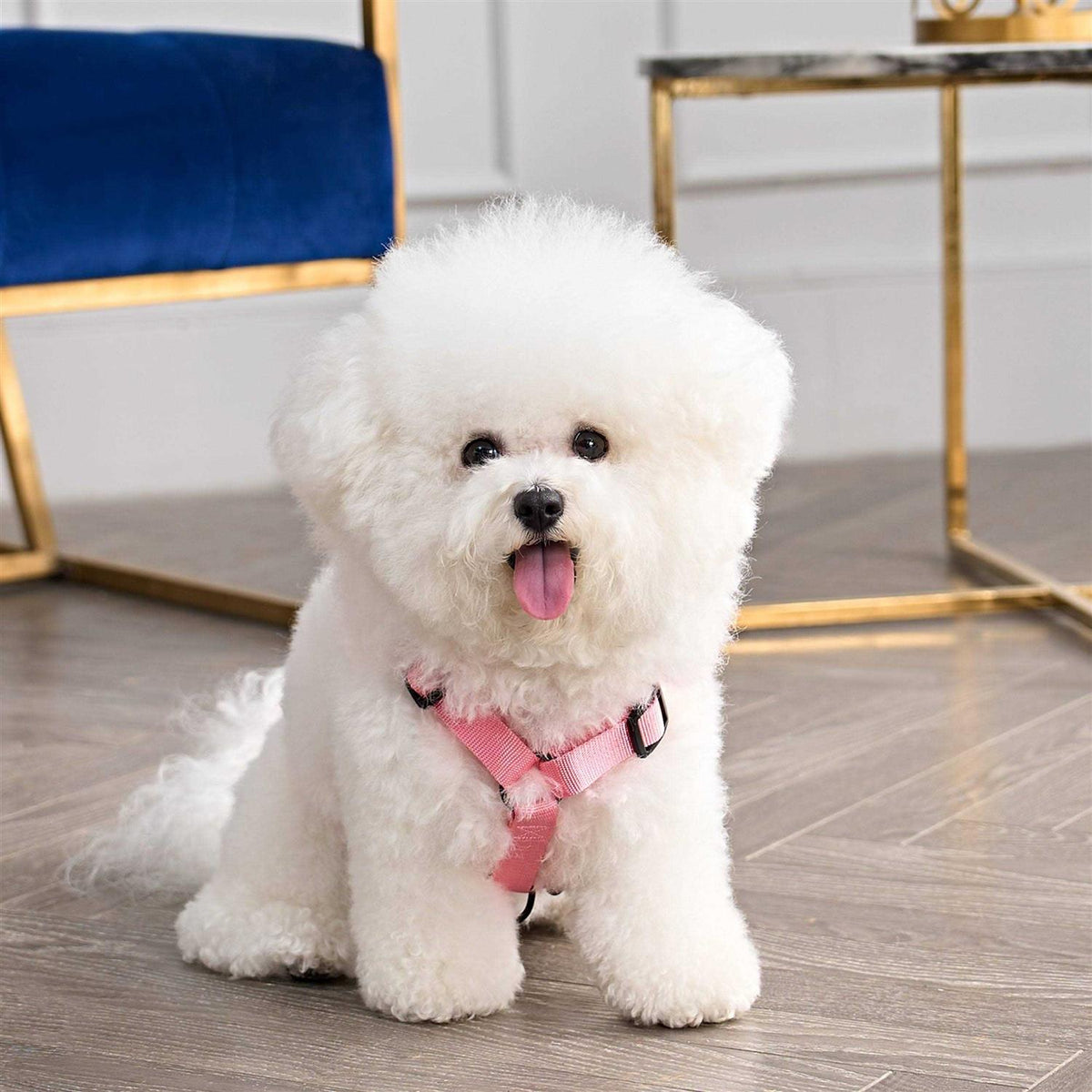 Velour Pet Harness and Leash Set I381