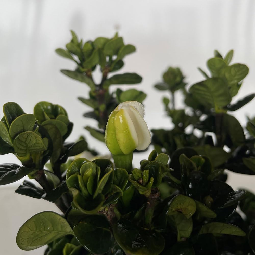 2.5 Quart White Gardenia V6158