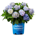 Hydrangea Live Shrub 2 Gallon V6400
