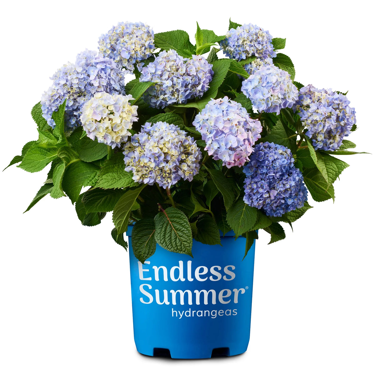 Hydrangea Live Shrub 2 Gallon V6400