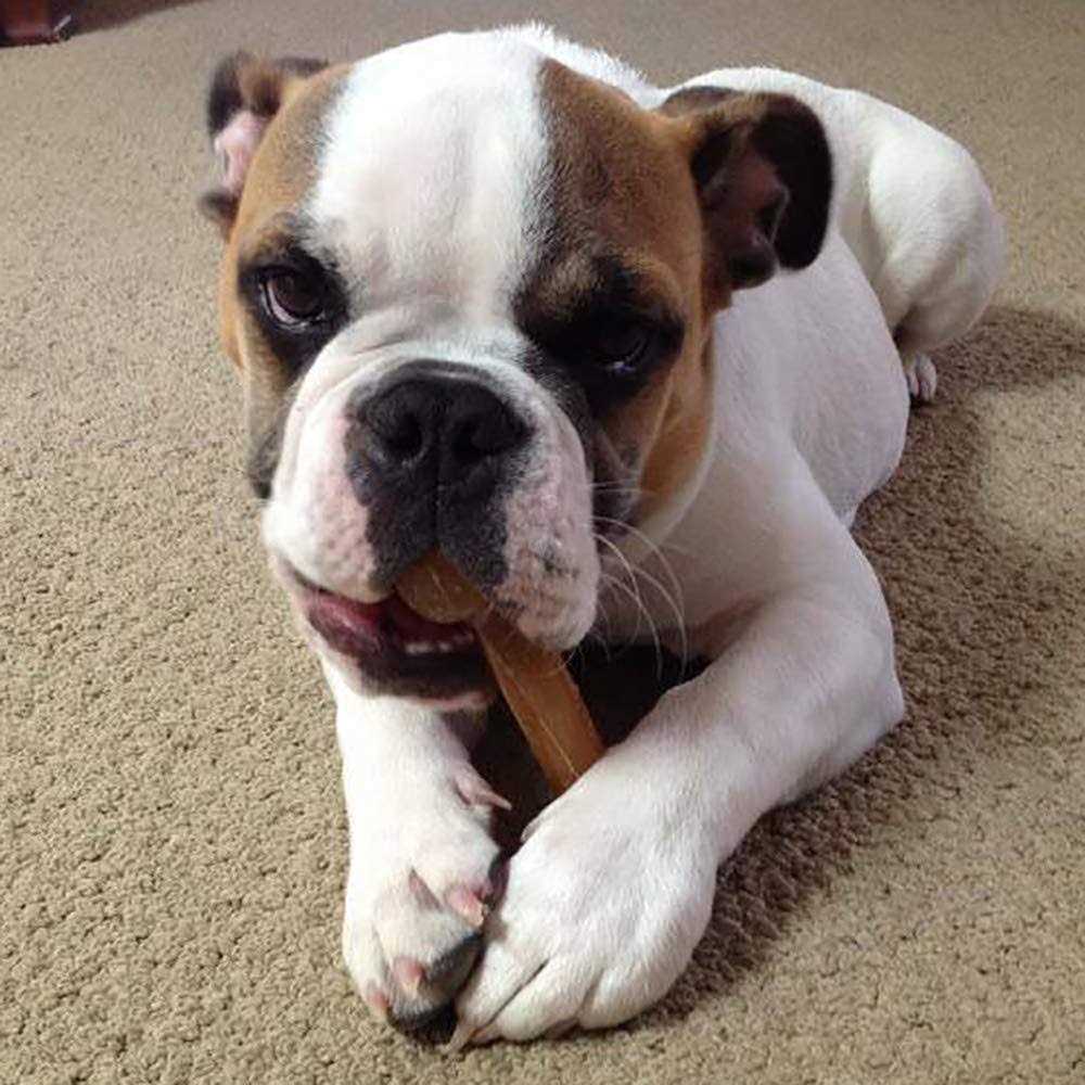 Dog Chew Bone P98658