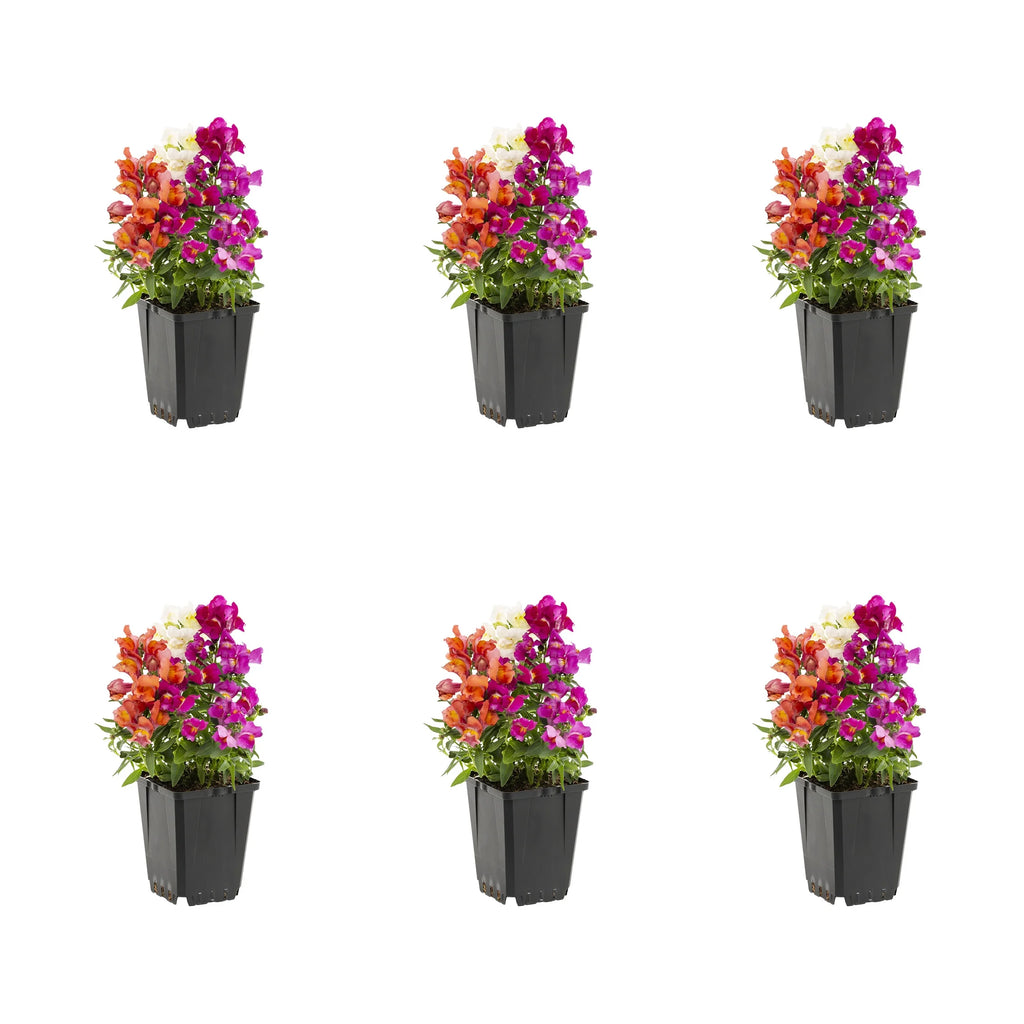 Multicolor Mix Snapdragon Live Plant Grower Pot 6 Pack W370