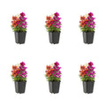Multicolor Mix Snapdragon Live Plant Grower Pot 6 Pack W370