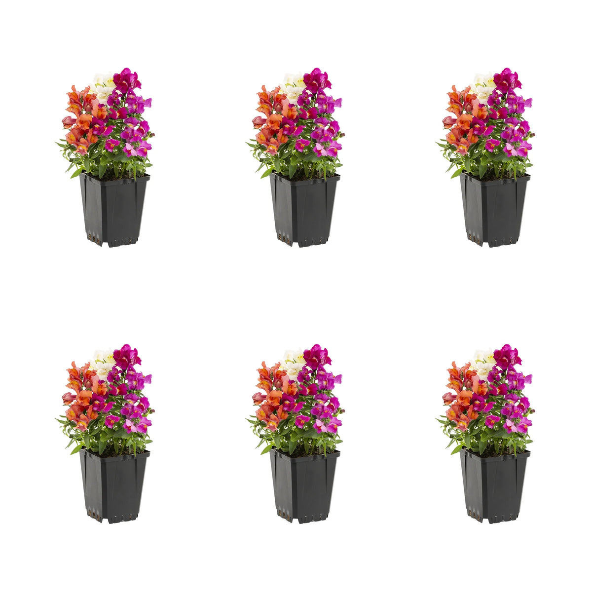 Multicolor Mix Snapdragon Live Plant Grower Pot 6 Pack W370