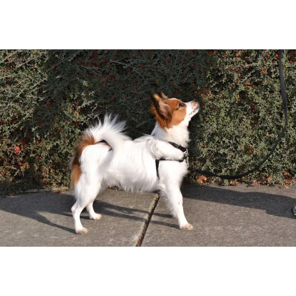 No Pull Dog Harness B822