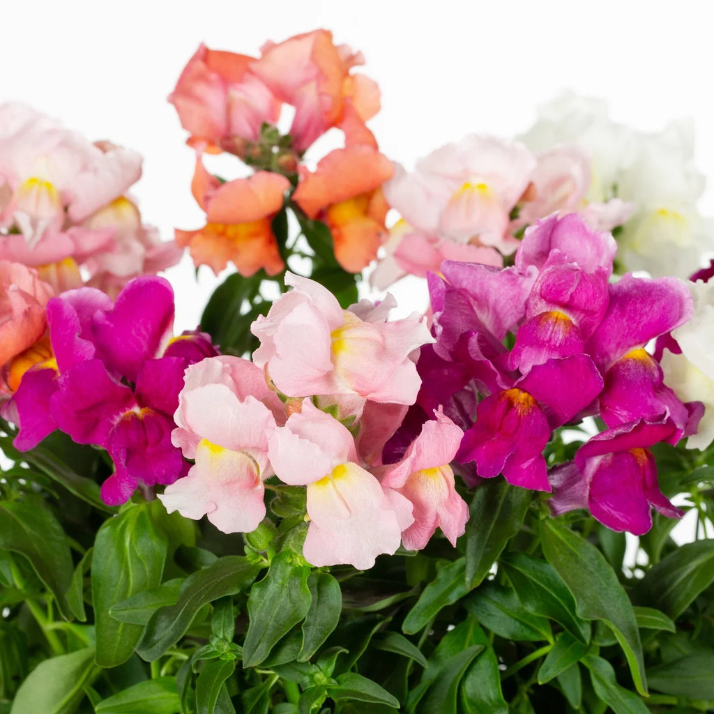 Multicolor Mix Snapdragon Live Plant Grower Pot 6 Pack W370