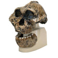 Australopithecus Boisei Skull Model Y9478