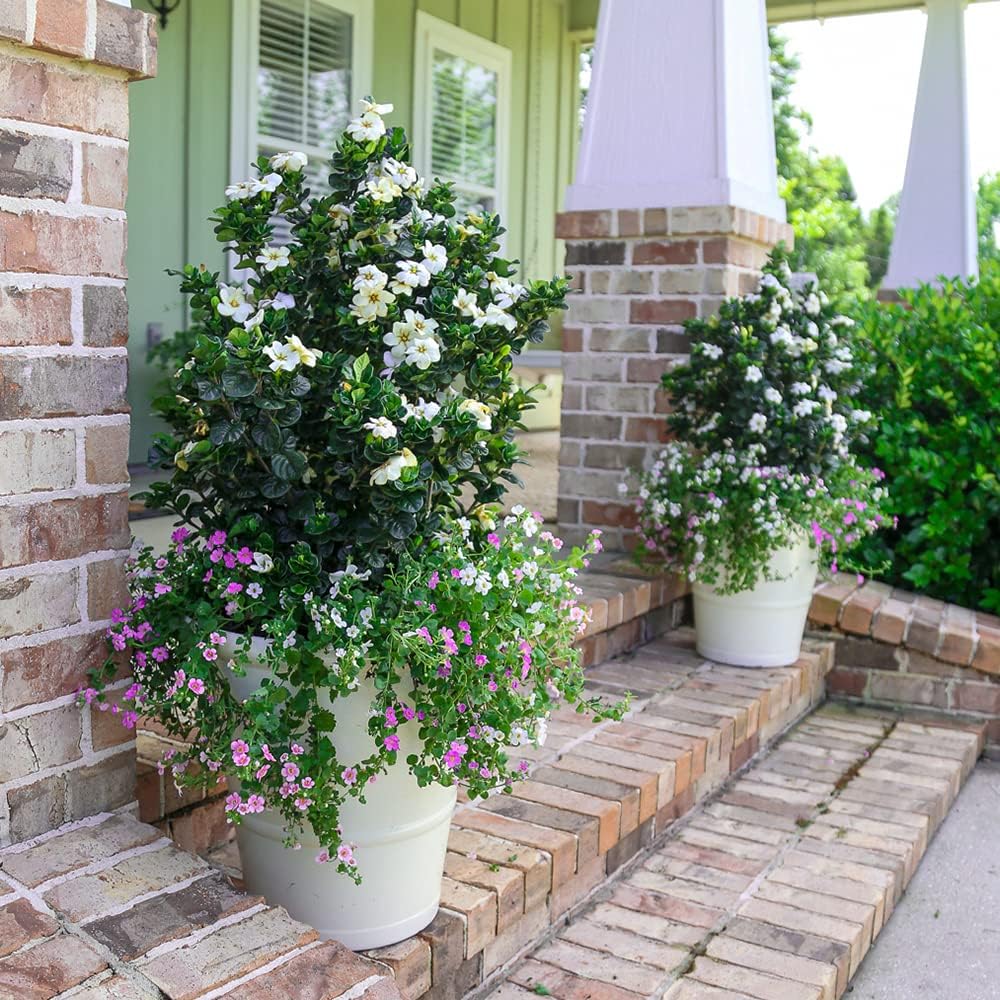 2.5 Quart White Gardenia V6158