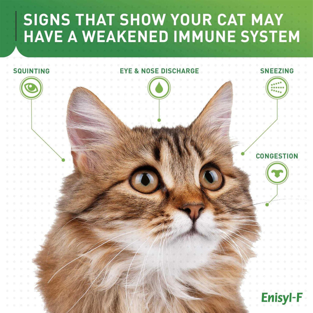 L-Lysine Chews for Cats J4014