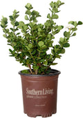 2.5 Quart White Gardenia V6158