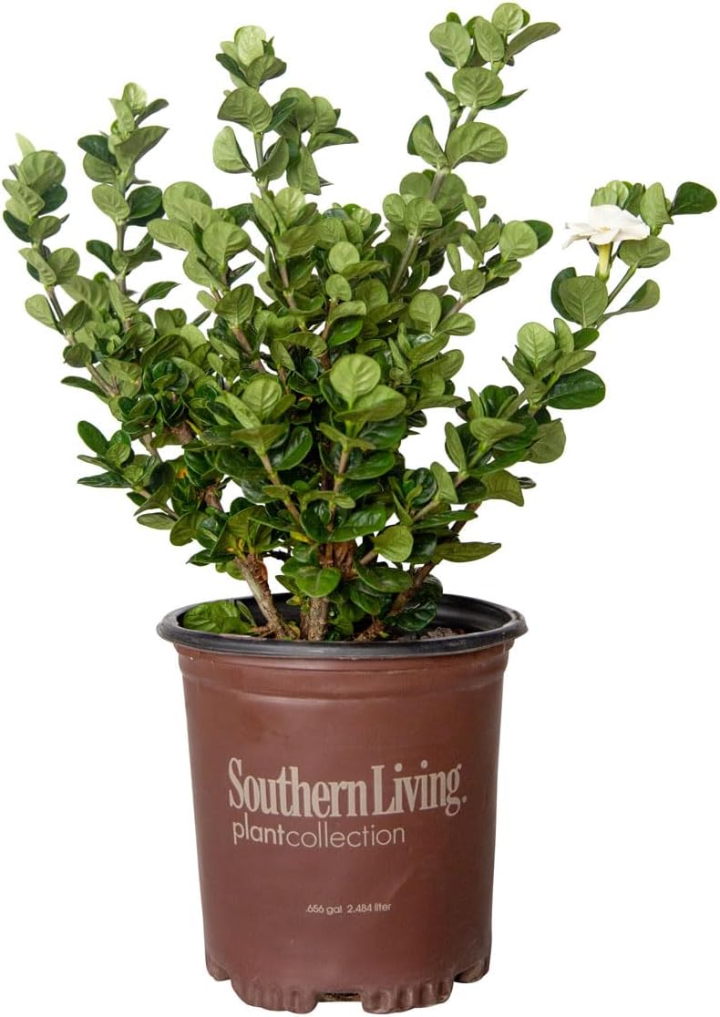 2.5 Quart White Gardenia V6158