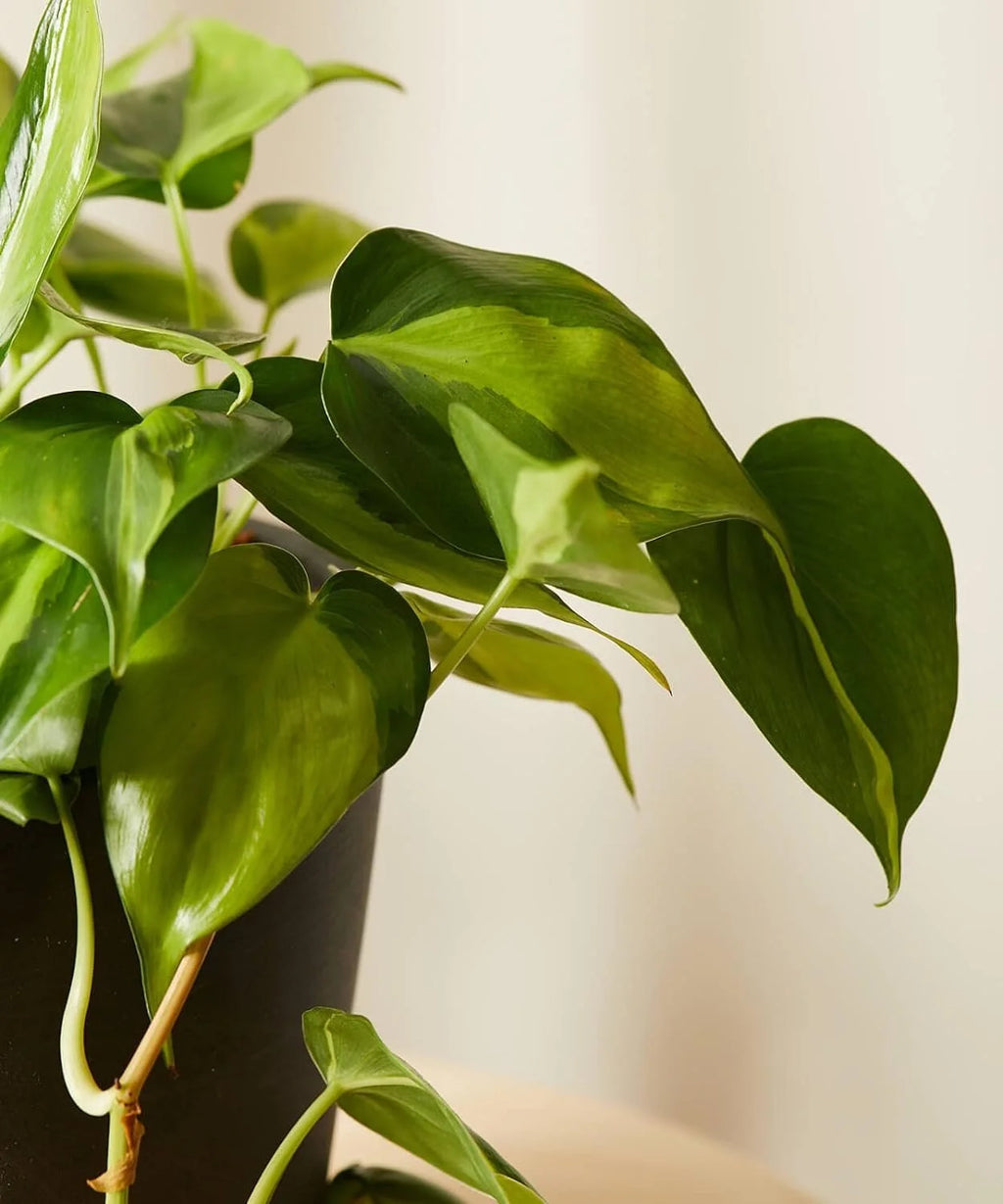 Philodendron Live Plant in a 4 Inch Pot X949