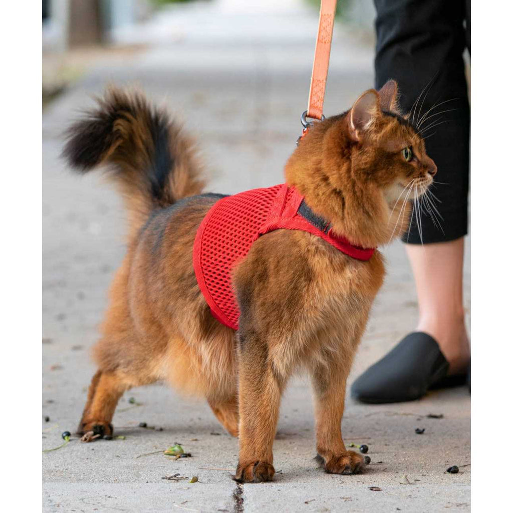 Cat Harness D1496