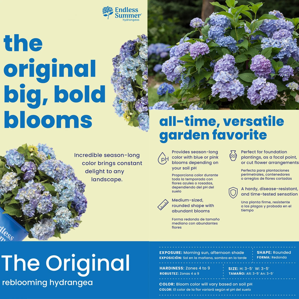 Hydrangea Live Shrub 2 Gallon V6400