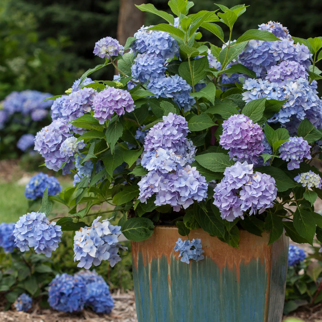 Hydrangea Live Shrub 2 Gallon V6400