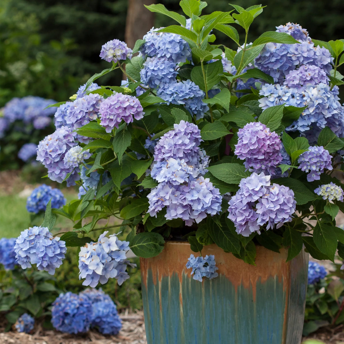 Hydrangea Live Shrub 2 Gallon V6400