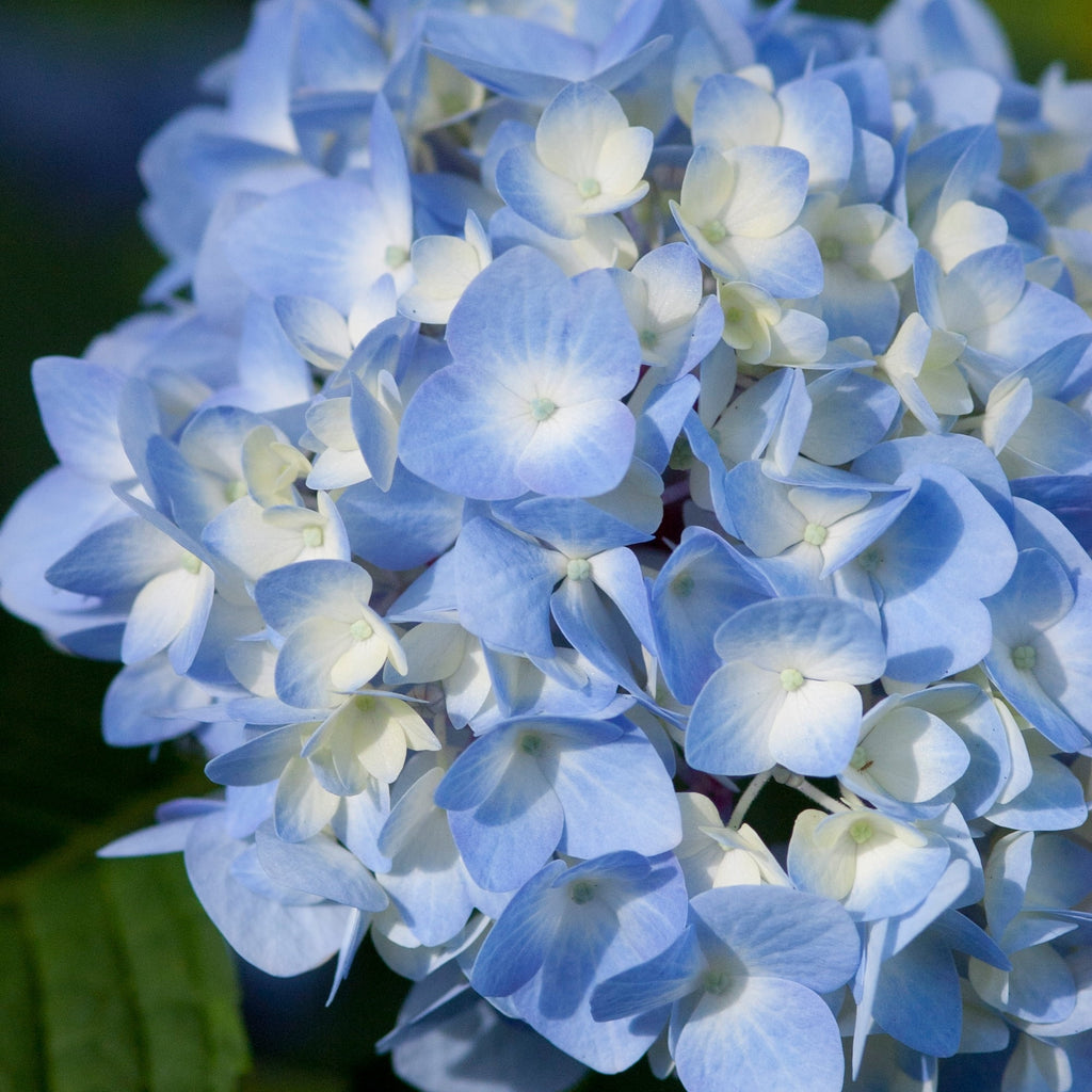 Hydrangea Live Shrub 2 Gallon V6400