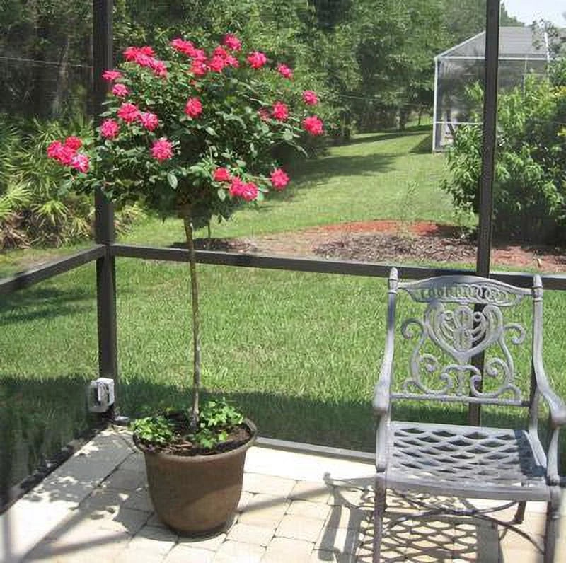 Pink Knock Out Rose Tree 2-3 ft C1017