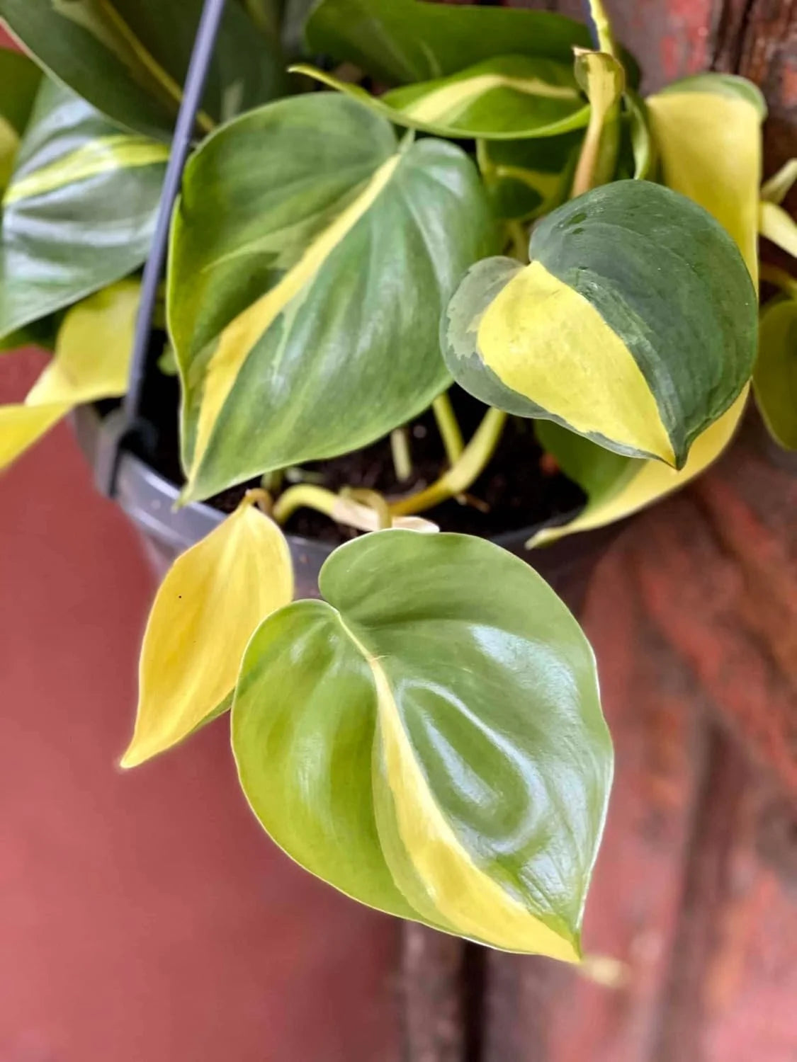 Philodendron Live Plant in a 4 Inch Pot X949