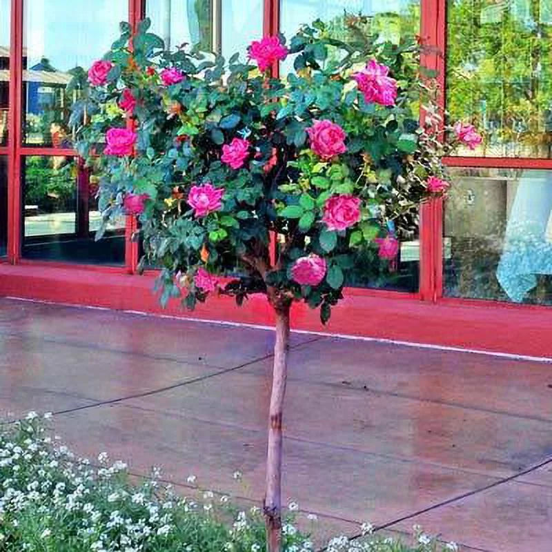 Pink Knock Out Rose Tree 2-3 ft C1017