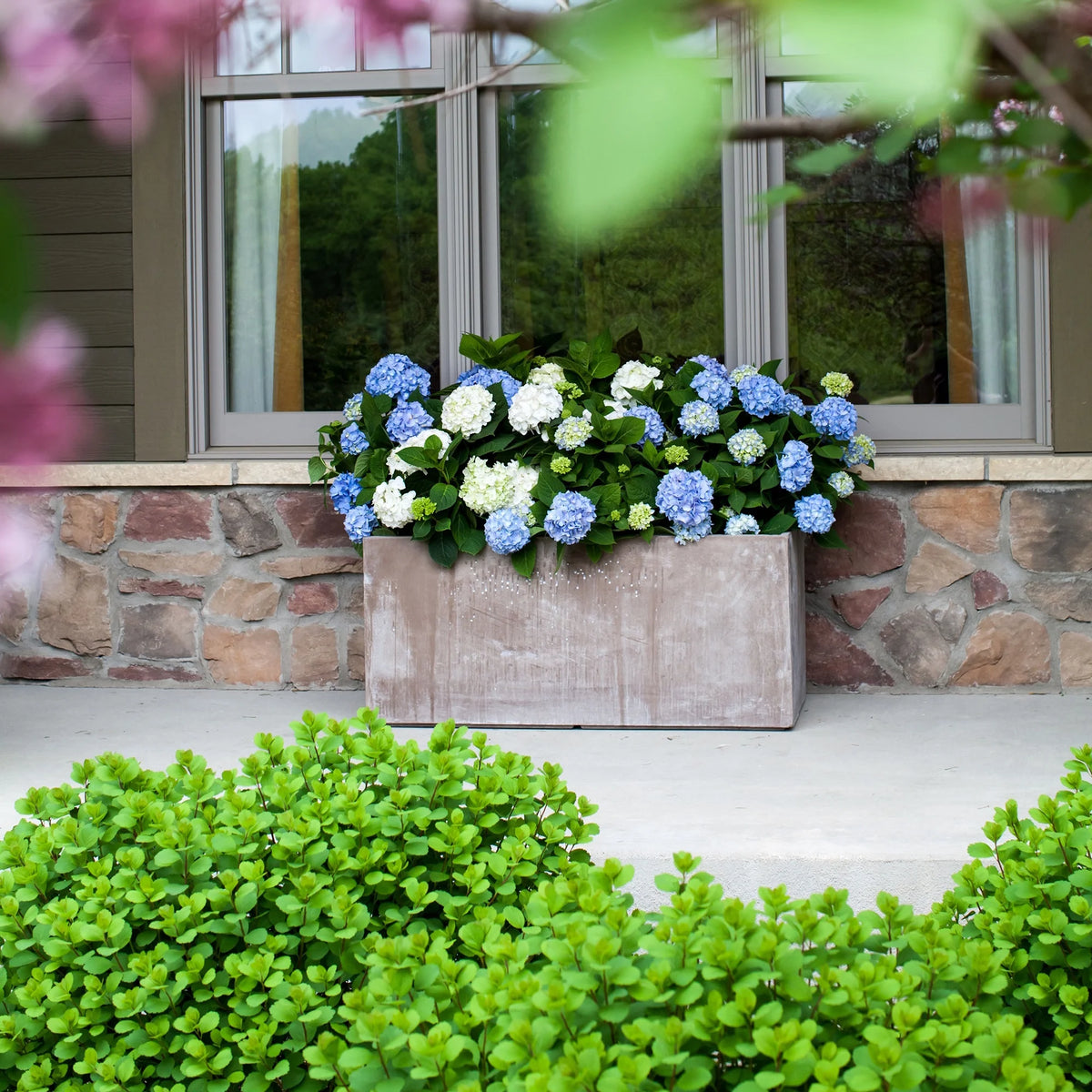 Hydrangea Live Shrub 2 Gallon V6400