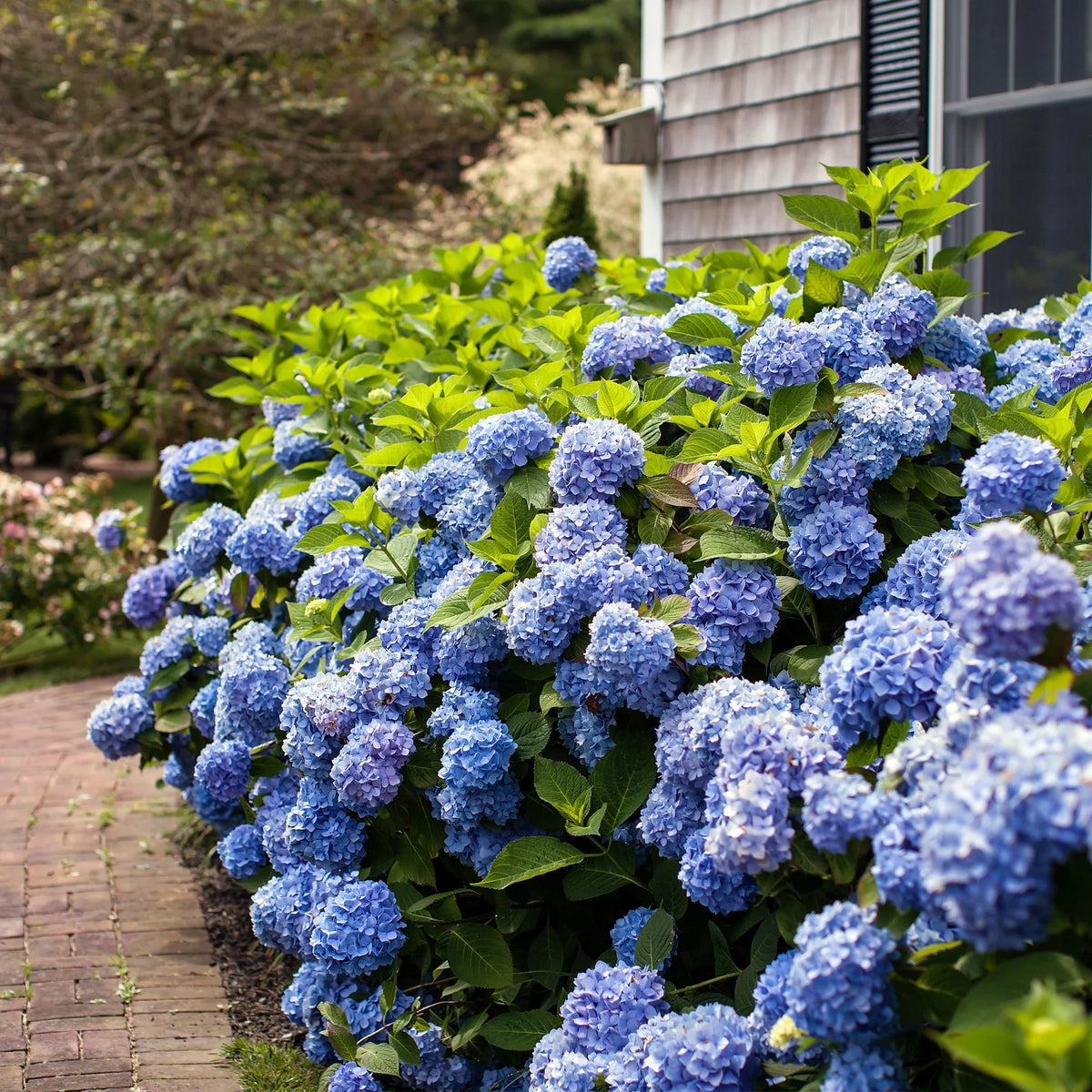 Hydrangea Live Shrub 2 Gallon V6400