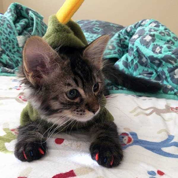 Soft Nail Caps for Cats F28854